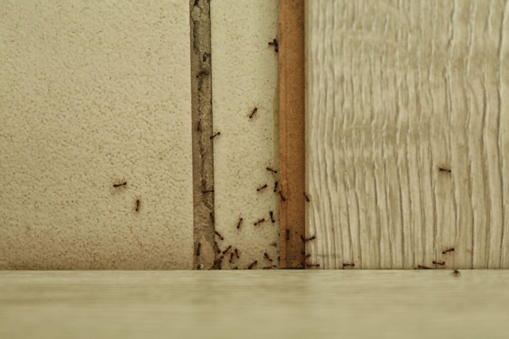 Get rid of ants in the house.