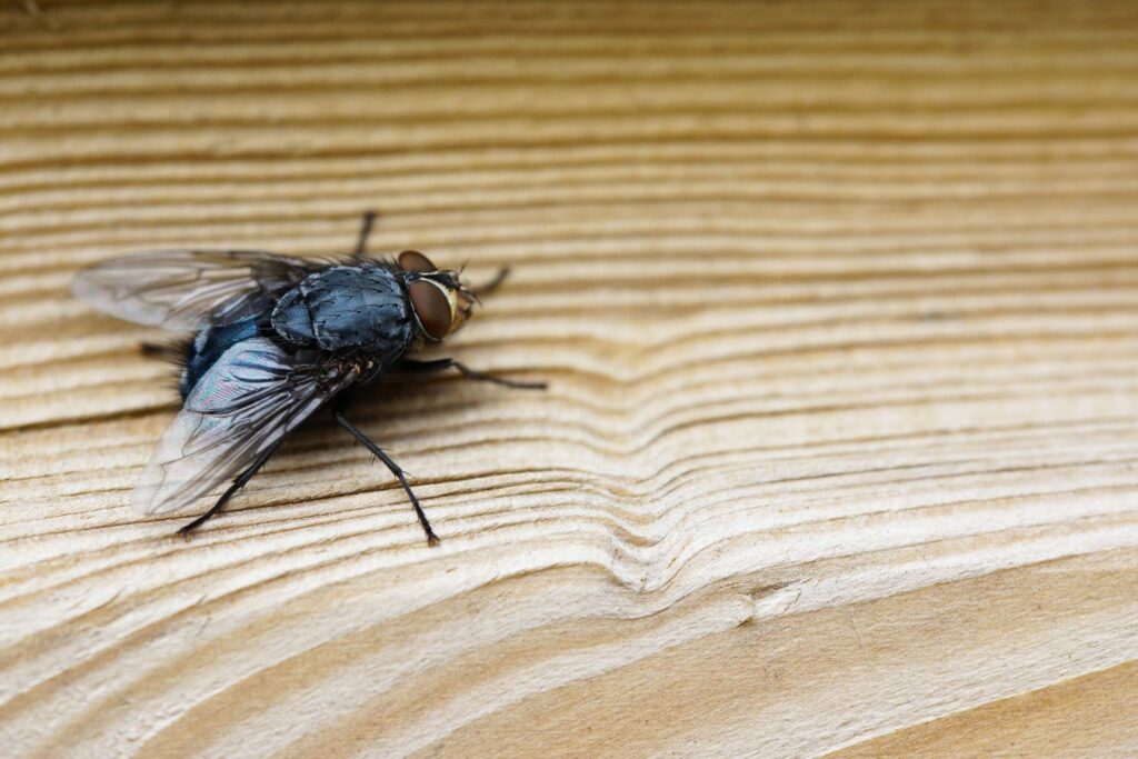Get rid of flies in the house.
