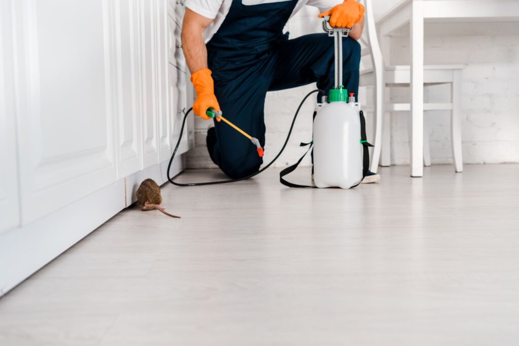 Get rid of rats in the house
