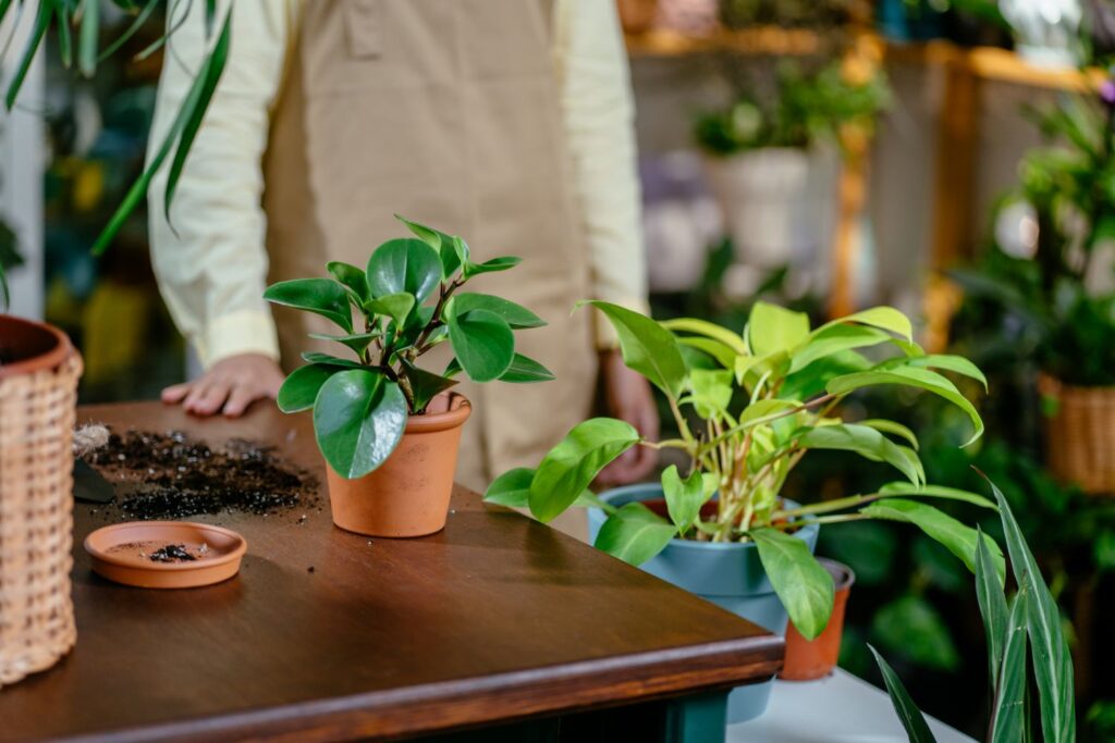 Growing plants indoors
