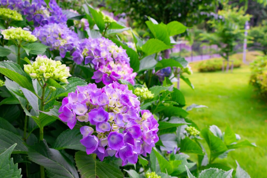 Hydrangea